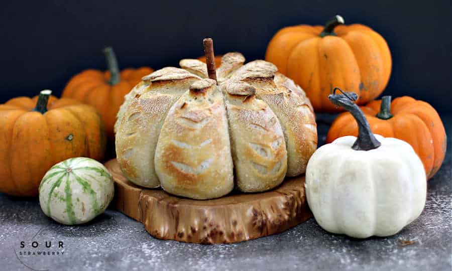 Pumpkin shaped pumpkin spice sourdough bread surrounded by pumpkins 